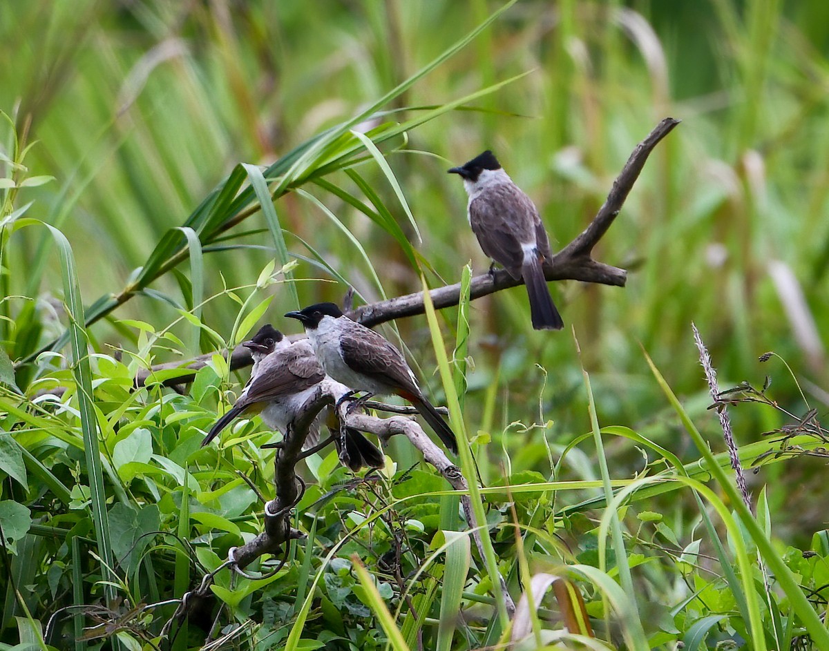 Bulbul cul-d'or - ML322735611