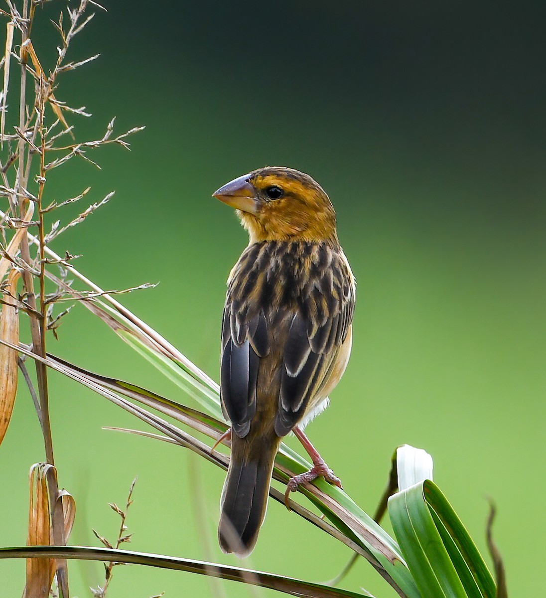 Asian Golden Weaver - ML322735751