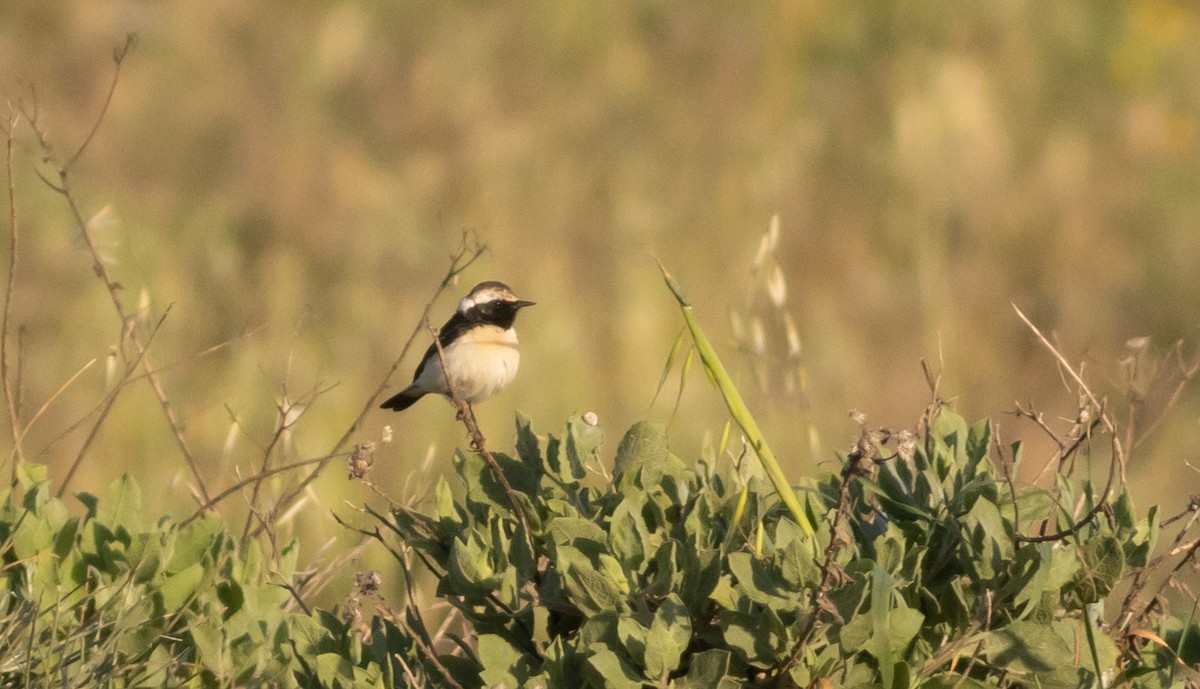 Cyprus Wheatear - ML322735981