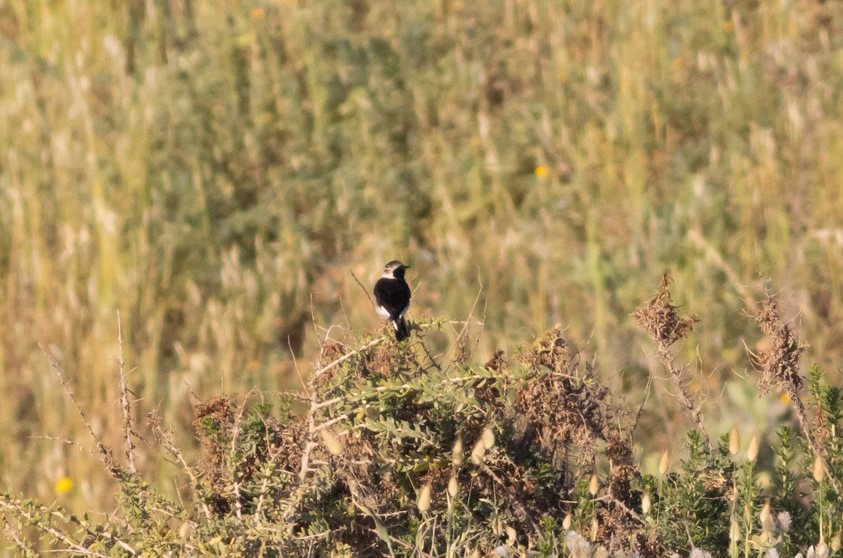 Cyprus Wheatear - ML322735991