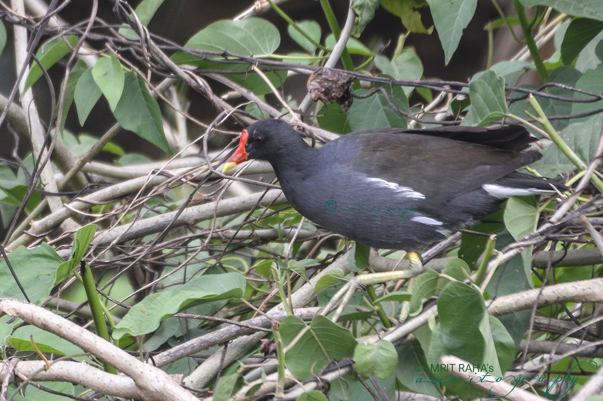 Eurasian Moorhen - ML322736741