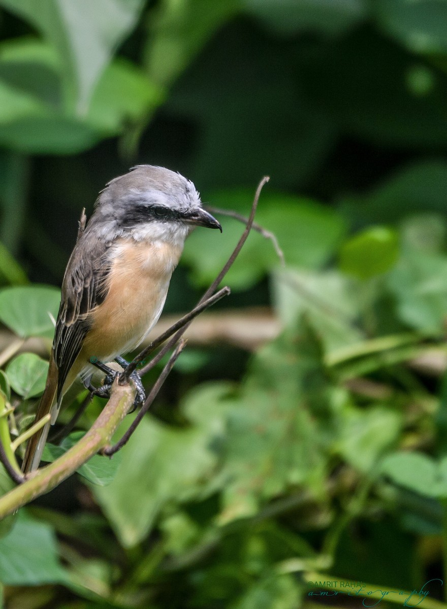 Brown Shrike (Philippine) - ML322736801