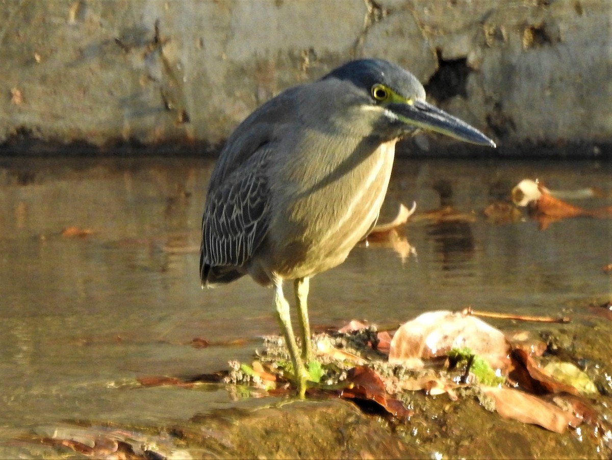 Striated Heron - Gopi Sundar