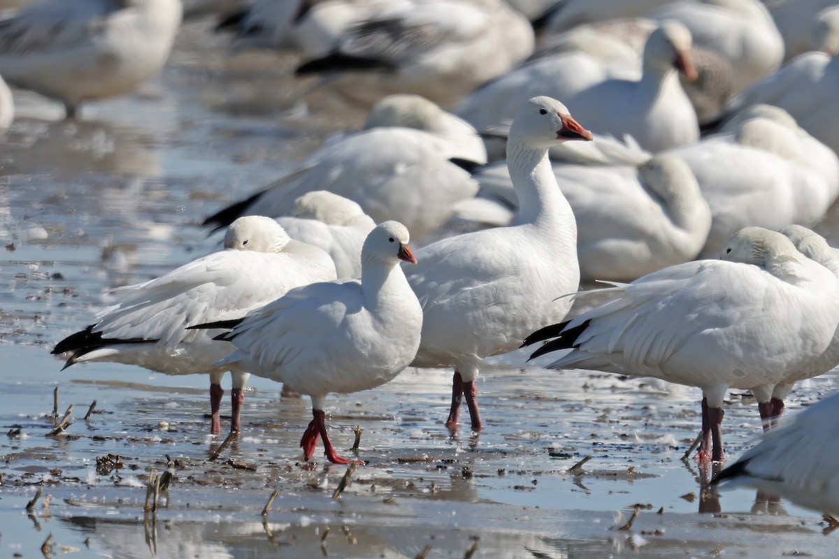 Ross's Goose - Daniel Jauvin