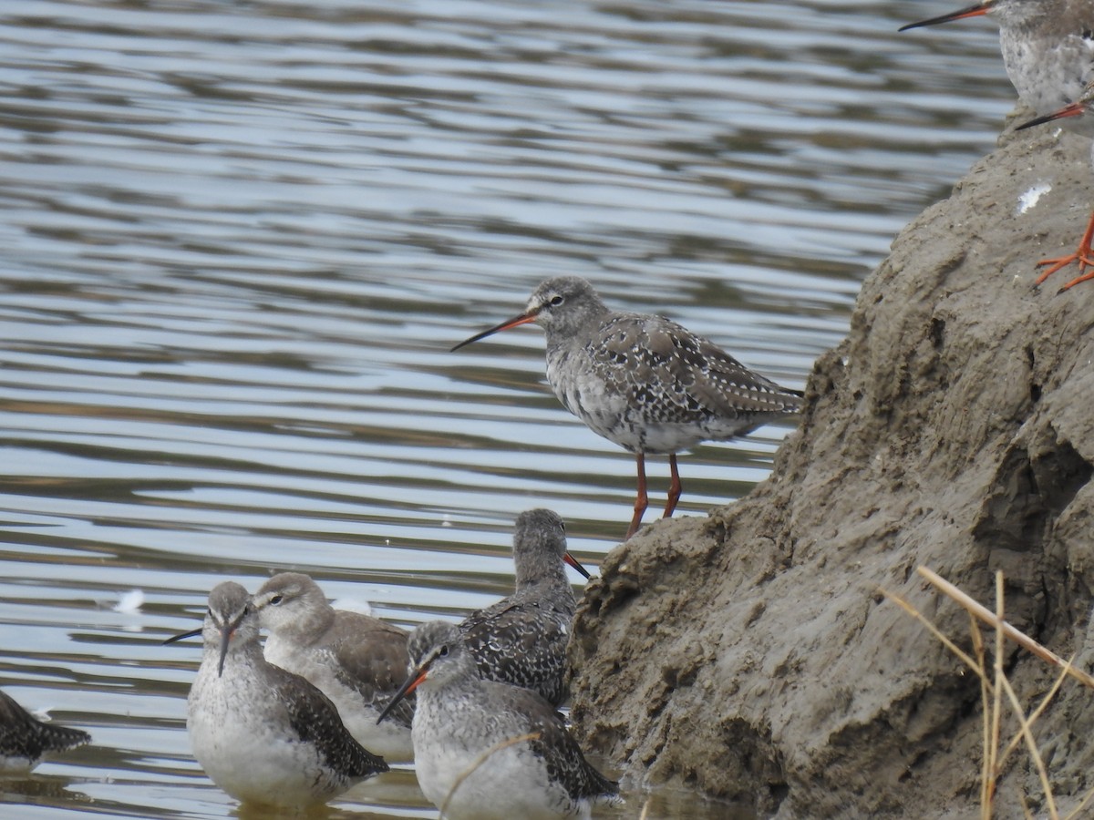 Spotted Redshank - ML322741121