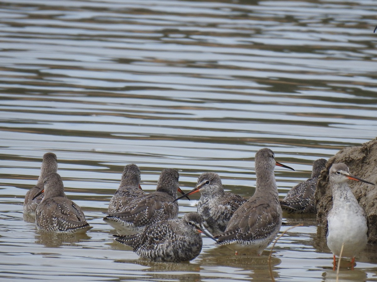 Spotted Redshank - ML322741141