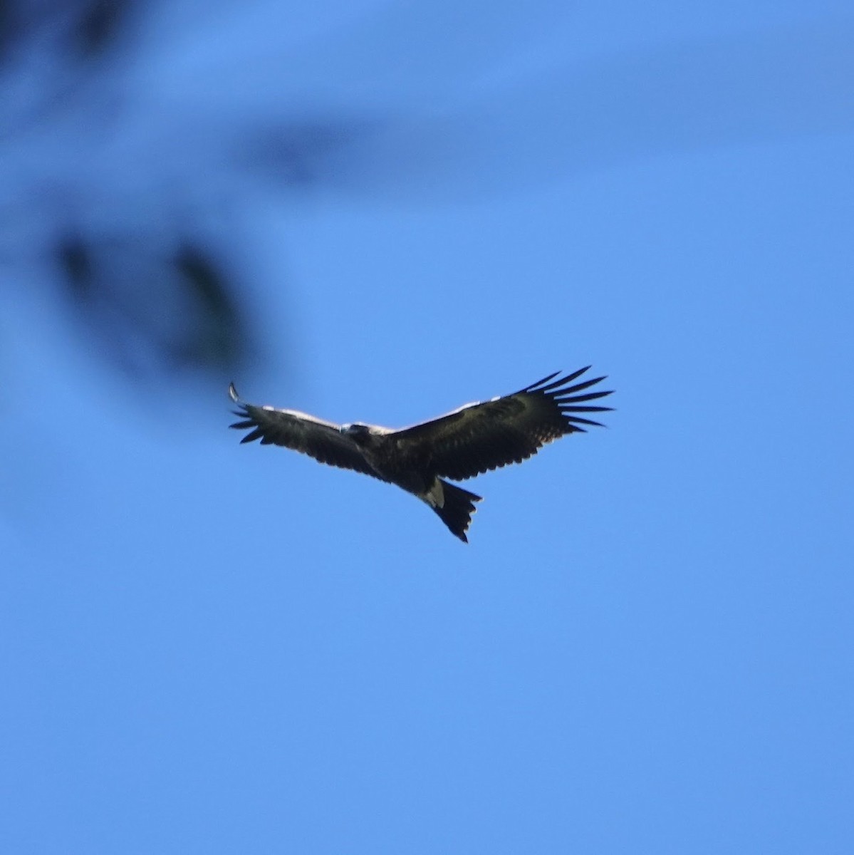 Wedge-tailed Eagle - ML322741271