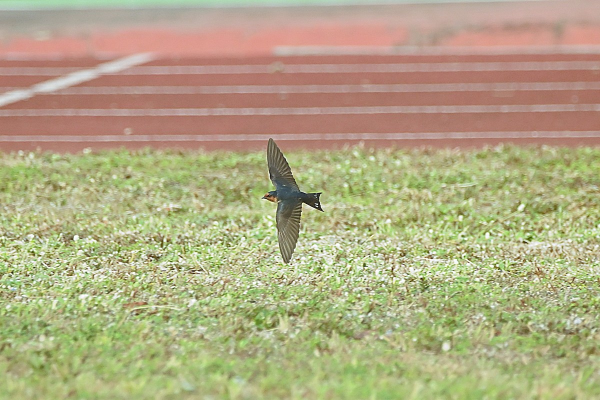 Pacific Swallow - ML322743811