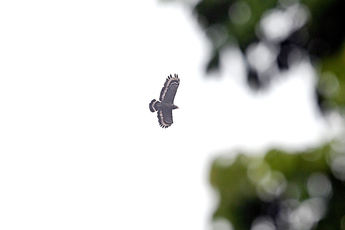 Crested Serpent-Eagle - ML322743821