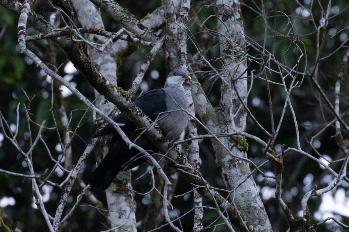 Pigeon leucomèle - ML322744361