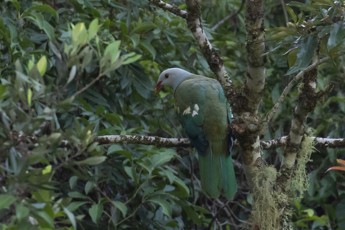 Wompoo Fruit-Dove - ML322744411