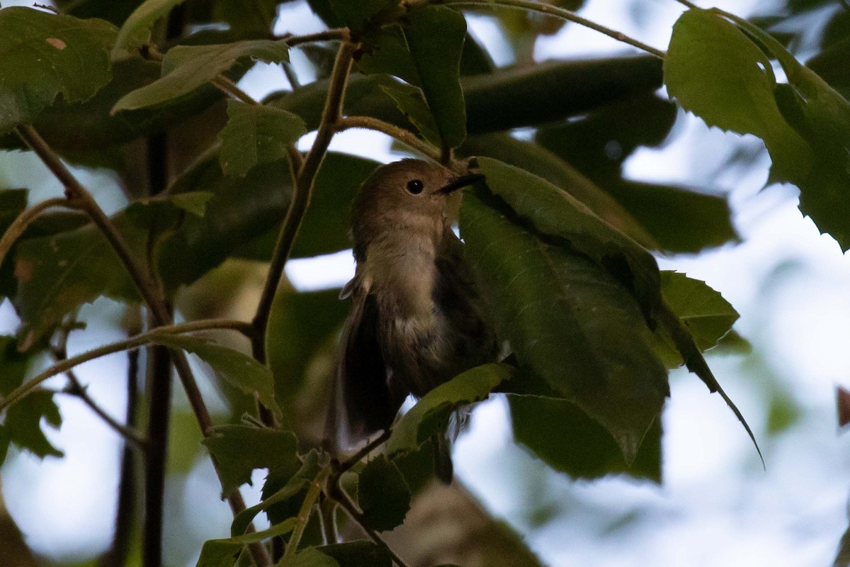 Large-billed Scrubwren - ML322744431