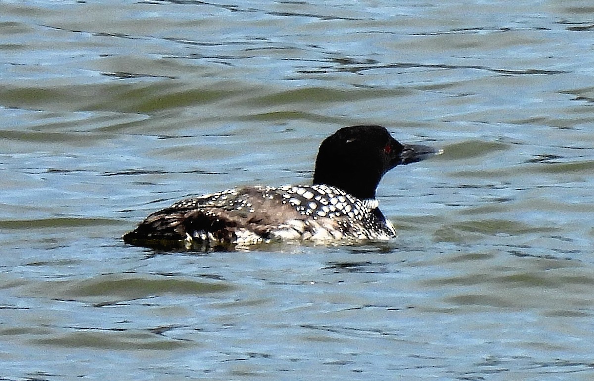 Common Loon - ML322744911