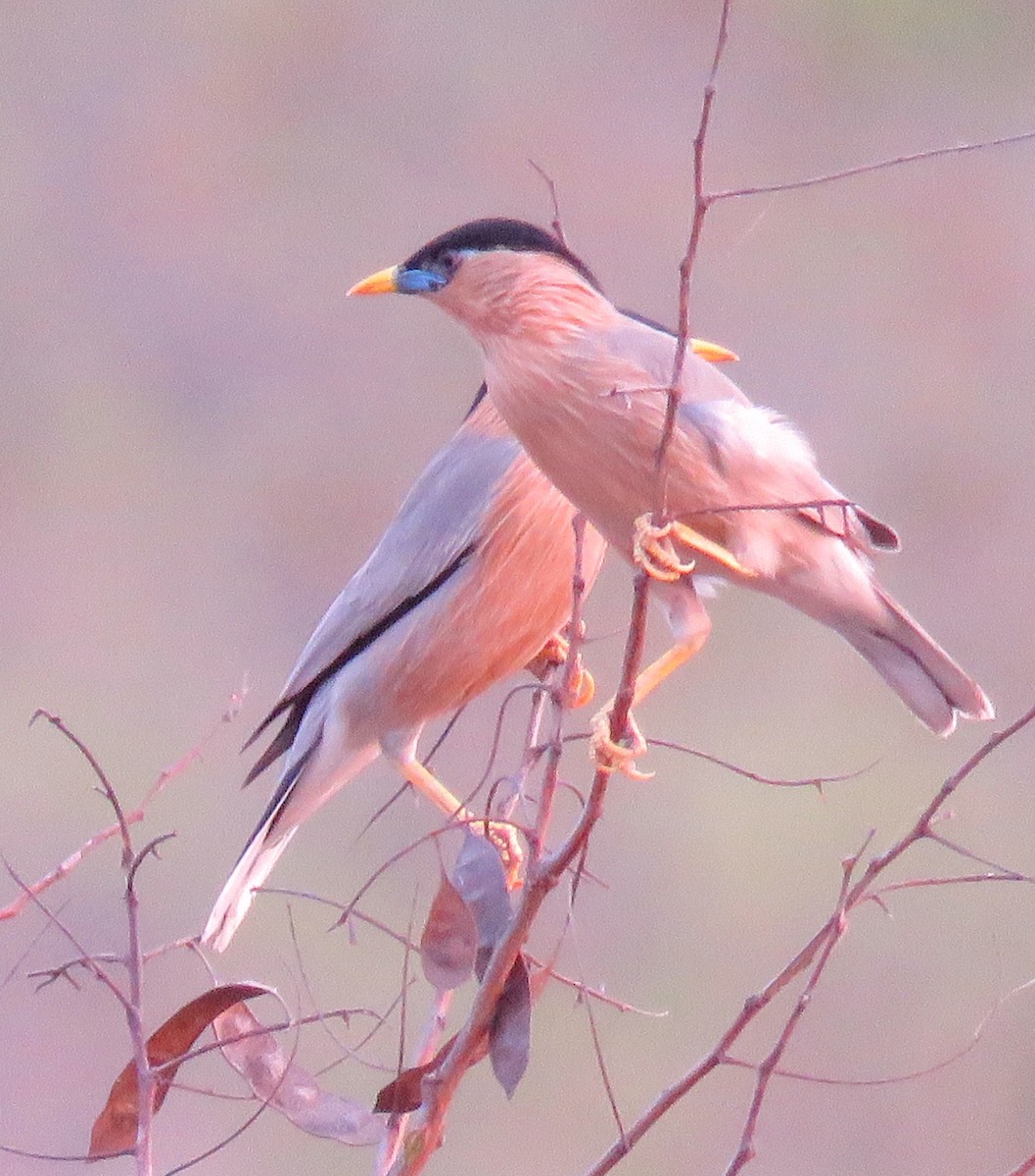 Brahminy Starling - ML322745091