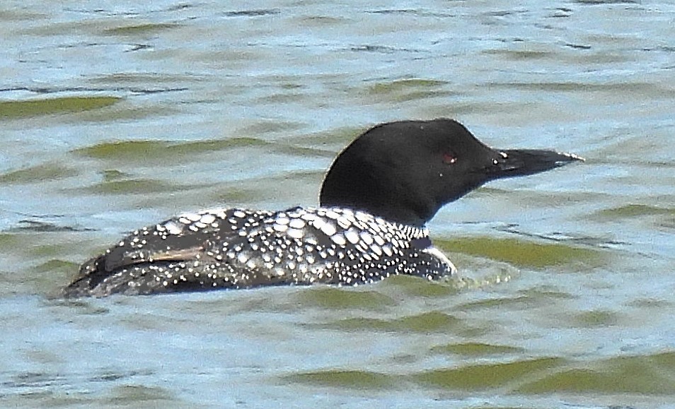 Common Loon - ML322745161