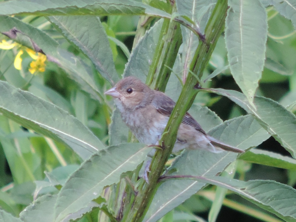 Passerin indigo - ML32274691