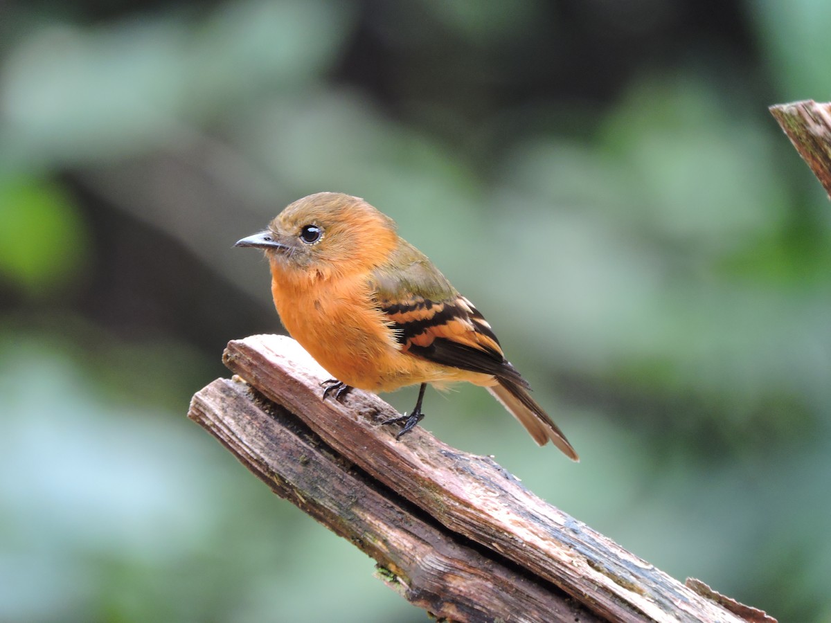 Cinnamon Flycatcher - Edwin Munera