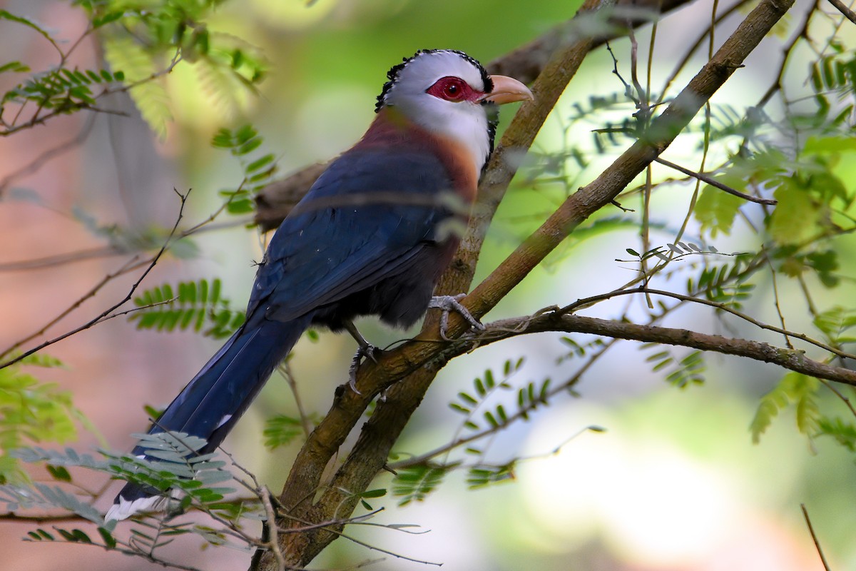 Scale-feathered Malkoha - Chris Chafer