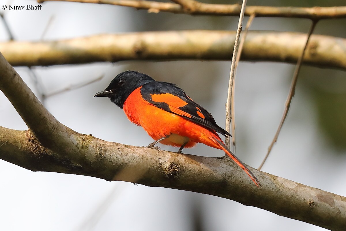 Scarlet Minivet - Nirav Bhatt