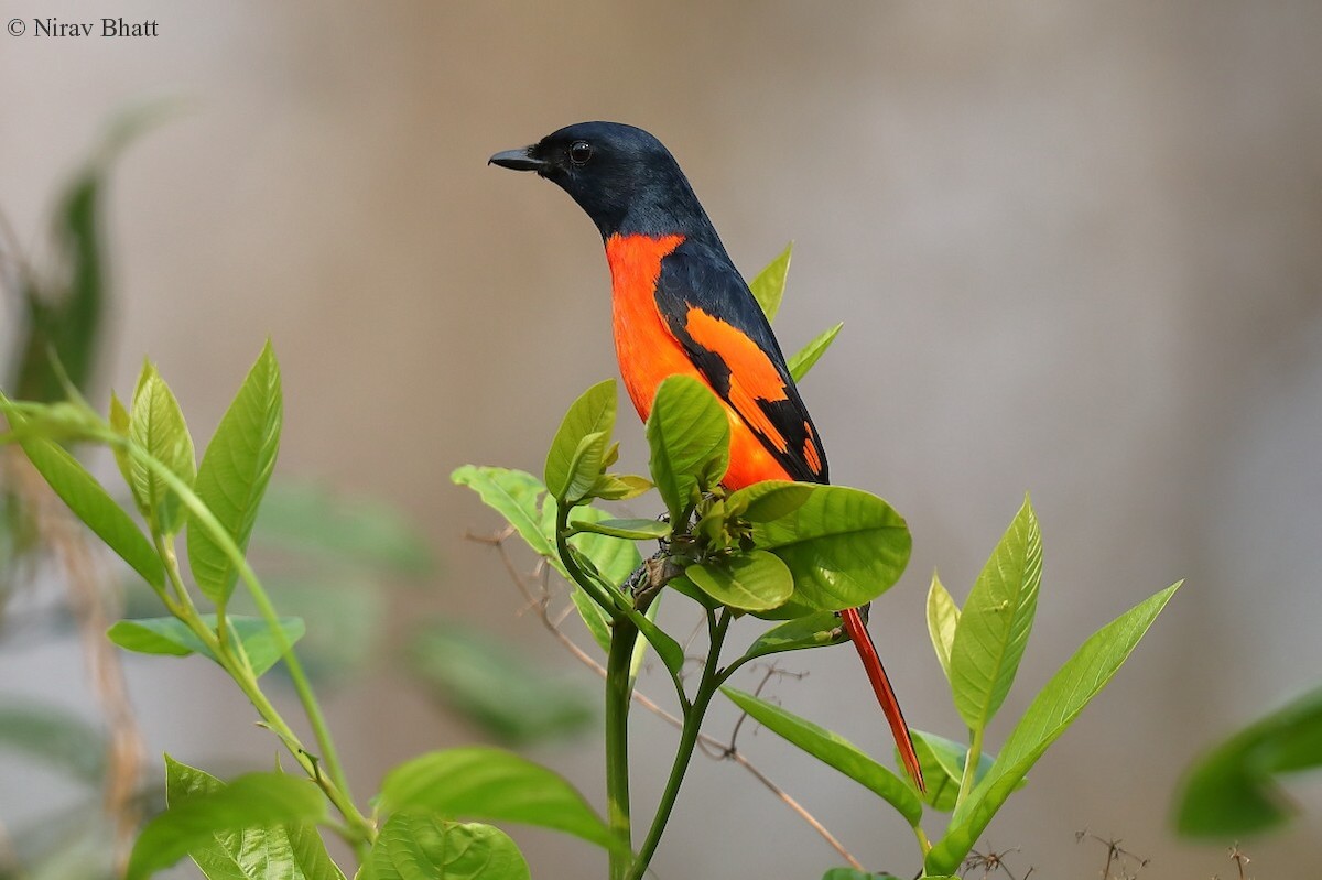 Scarlet Minivet - ML322749071