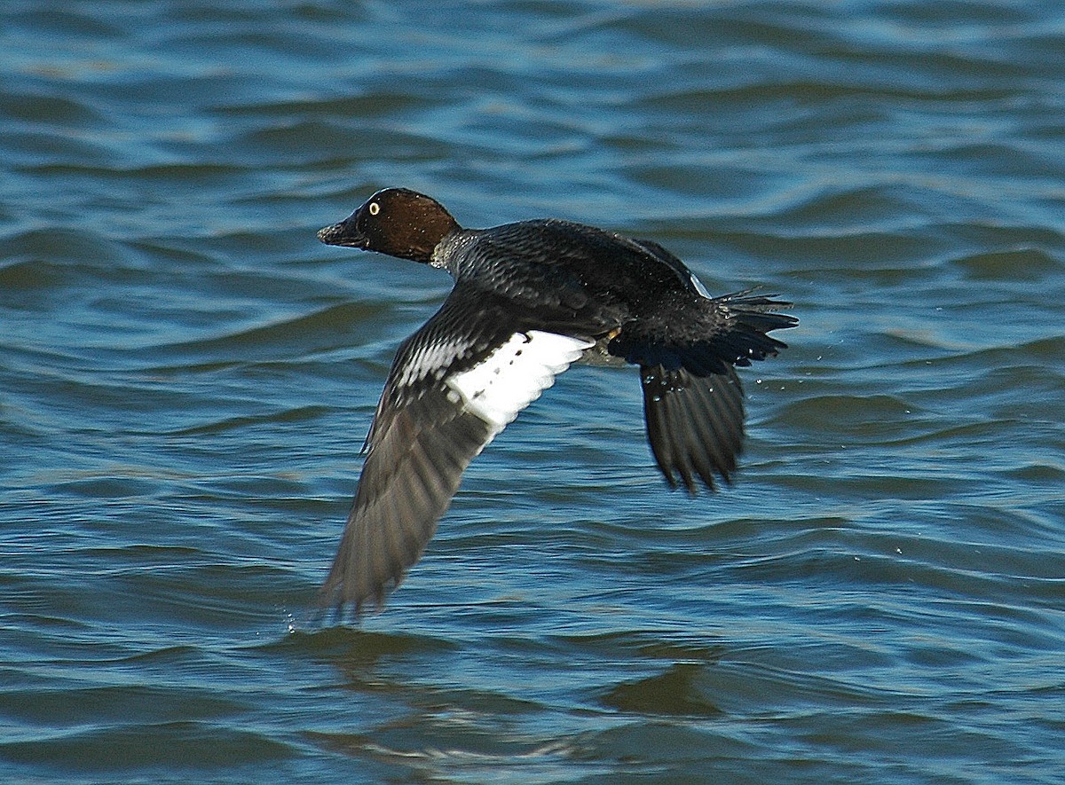 Common Goldeneye - ML322749241