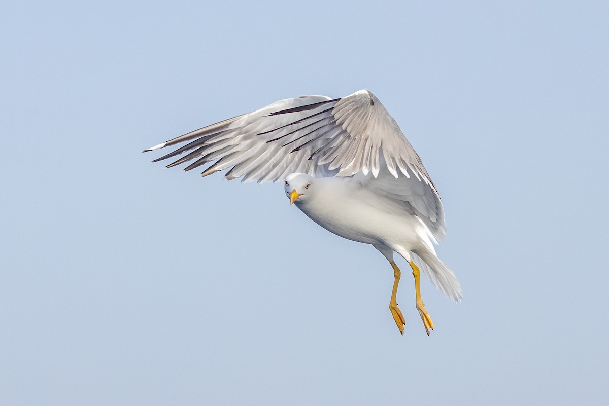 Yellow-legged Gull - Patrick Moussa