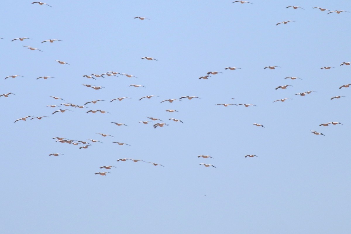 Great White Pelican - ML322755101