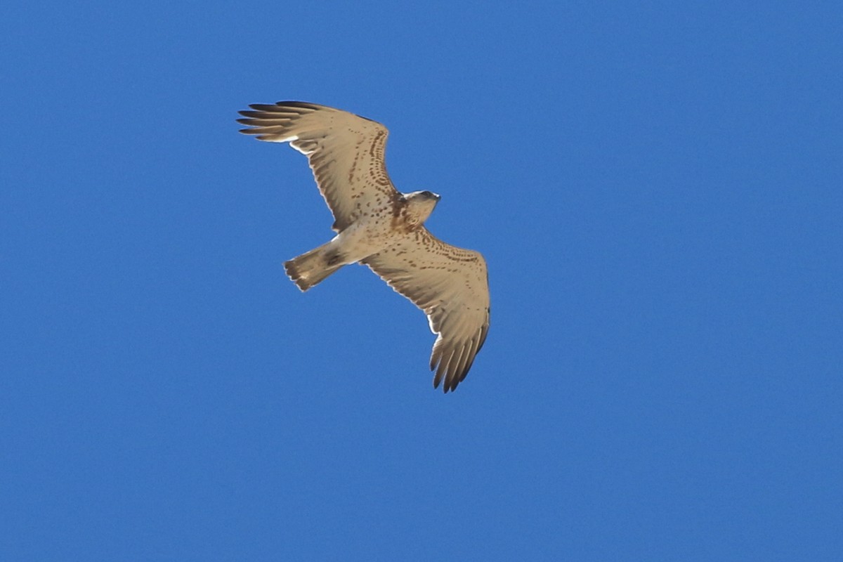 Short-toed Snake-Eagle - Alexandre Hespanhol Leitão