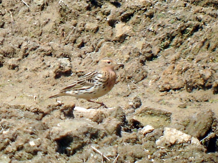 Pipit à gorge rousse - ML322757091