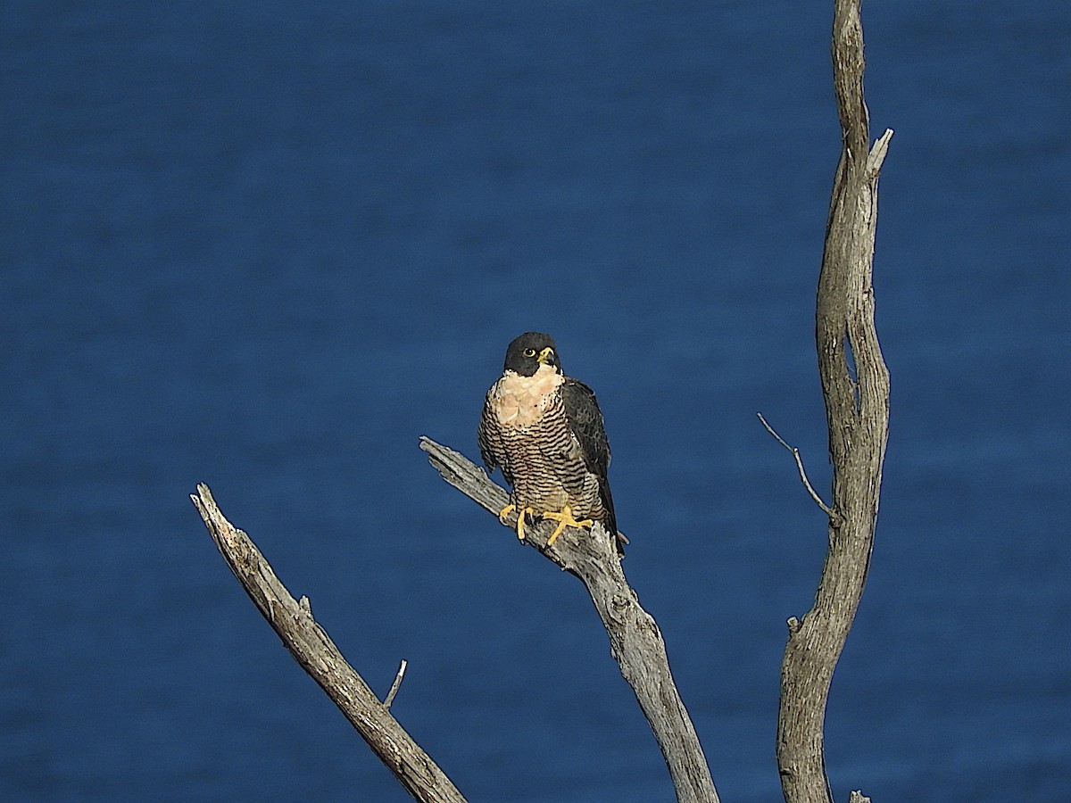 Peregrine Falcon - George Vaughan