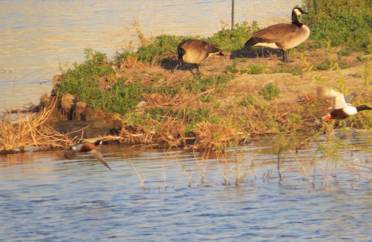 Cinnamon Teal x Northern Shoveler (hybrid) - ML322758321