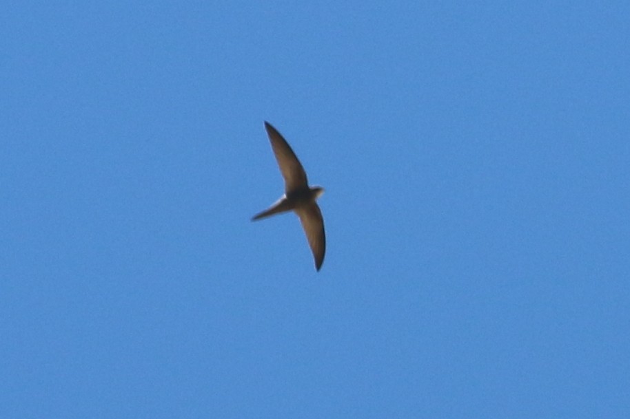 Pallid Swift - ML322758361