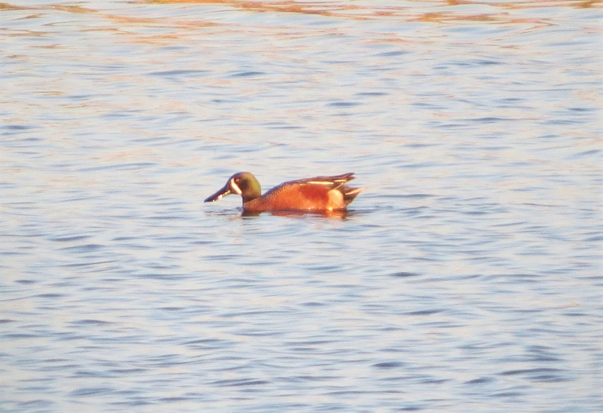 Cinnamon Teal x Northern Shoveler (hybrid) - ML322758511