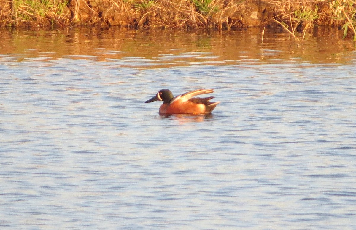 Cinnamon Teal x Northern Shoveler (hybrid) - Doug Willick