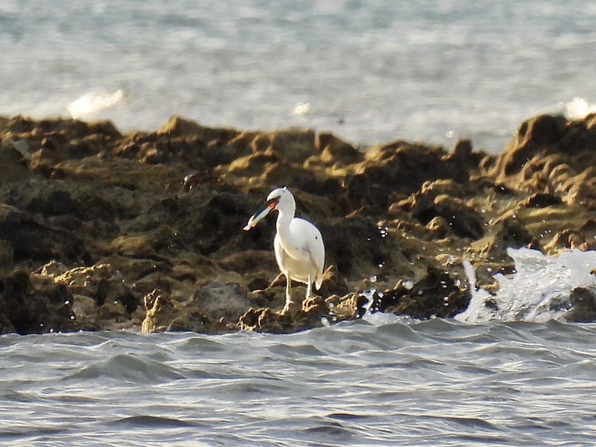 Pacific Reef-Heron - ML322759481