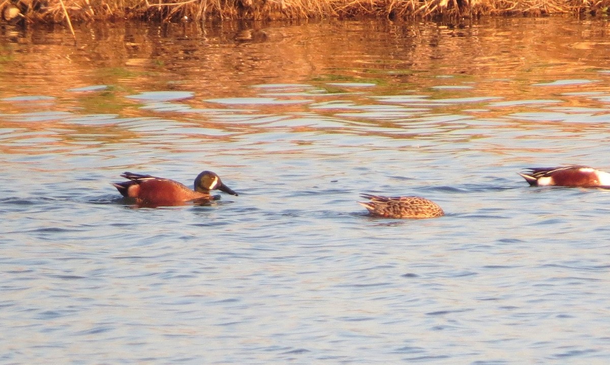 Cinnamon Teal x Northern Shoveler (hybrid) - ML322760771