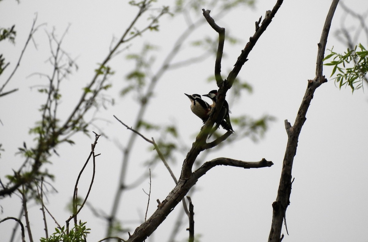 Great Spotted Woodpecker - Pablo Pozo 🦅