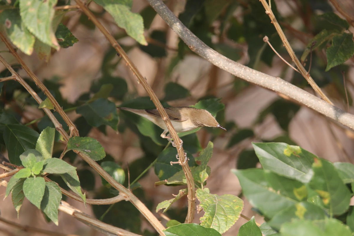 Бутны охил бялзуухай - ML322760991