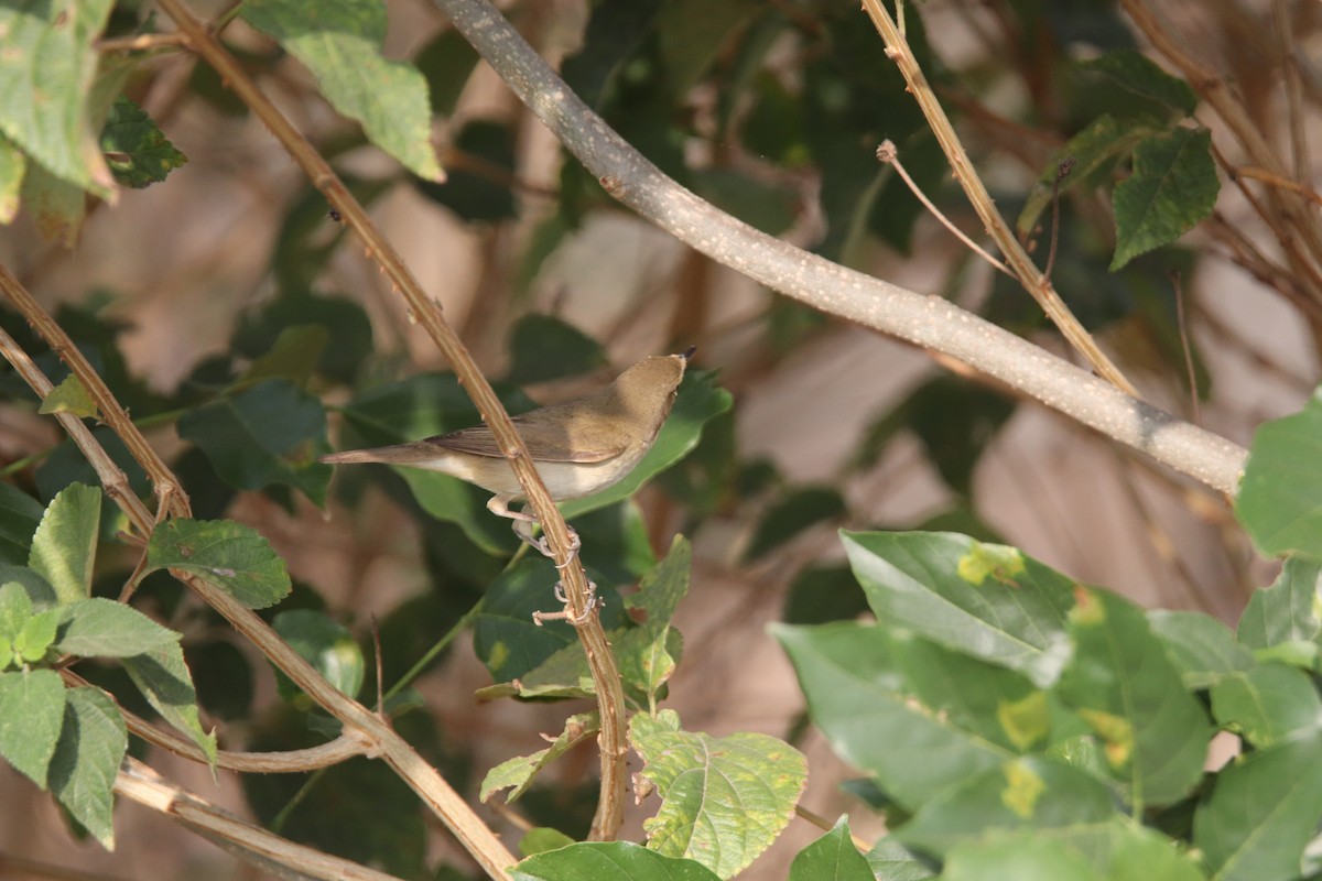 Бутны охил бялзуухай - ML322761001