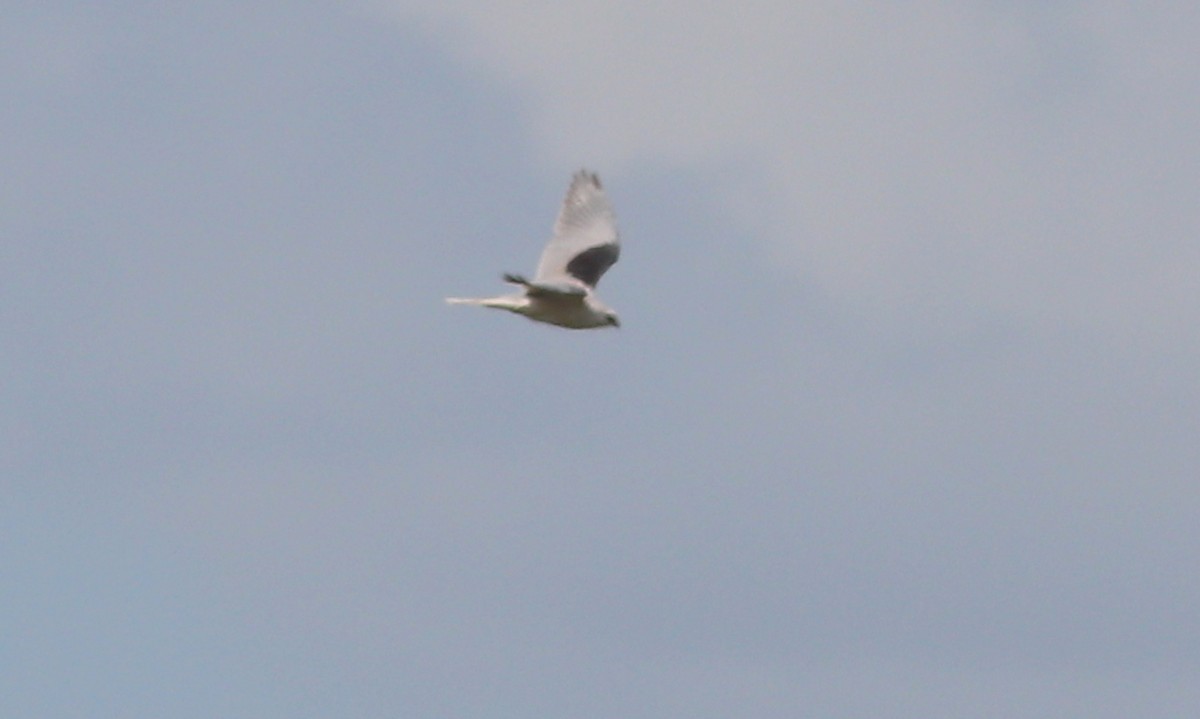 White-tailed Kite - ML322761301