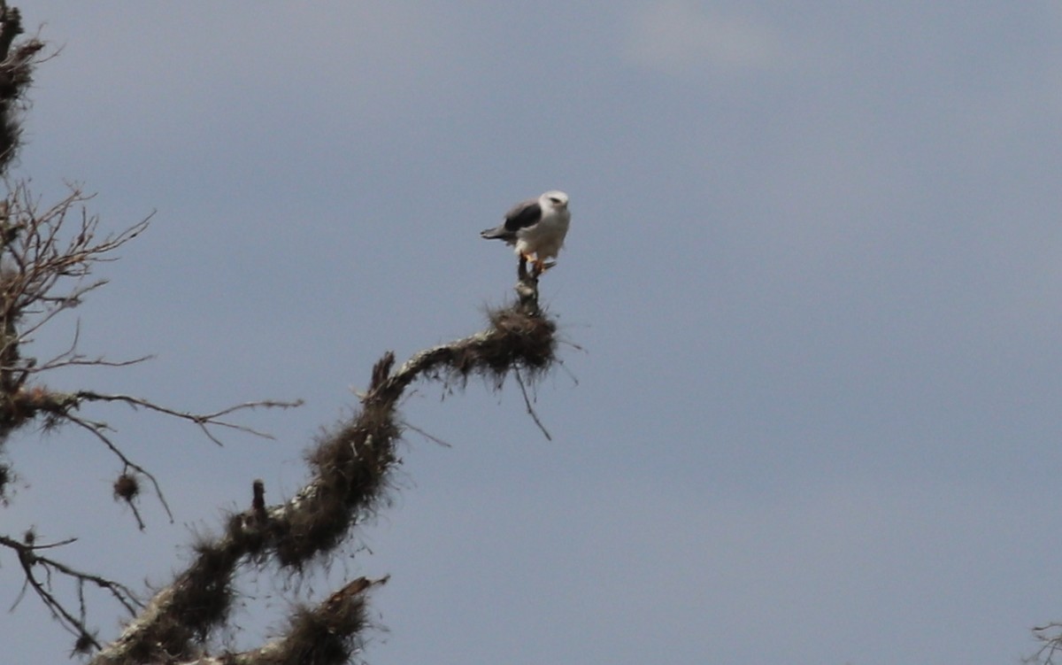 White-tailed Kite - Gary Leavens