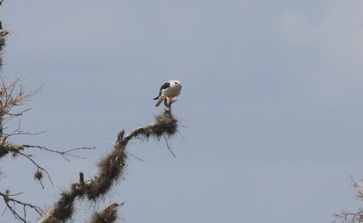 White-tailed Kite - Gary Leavens