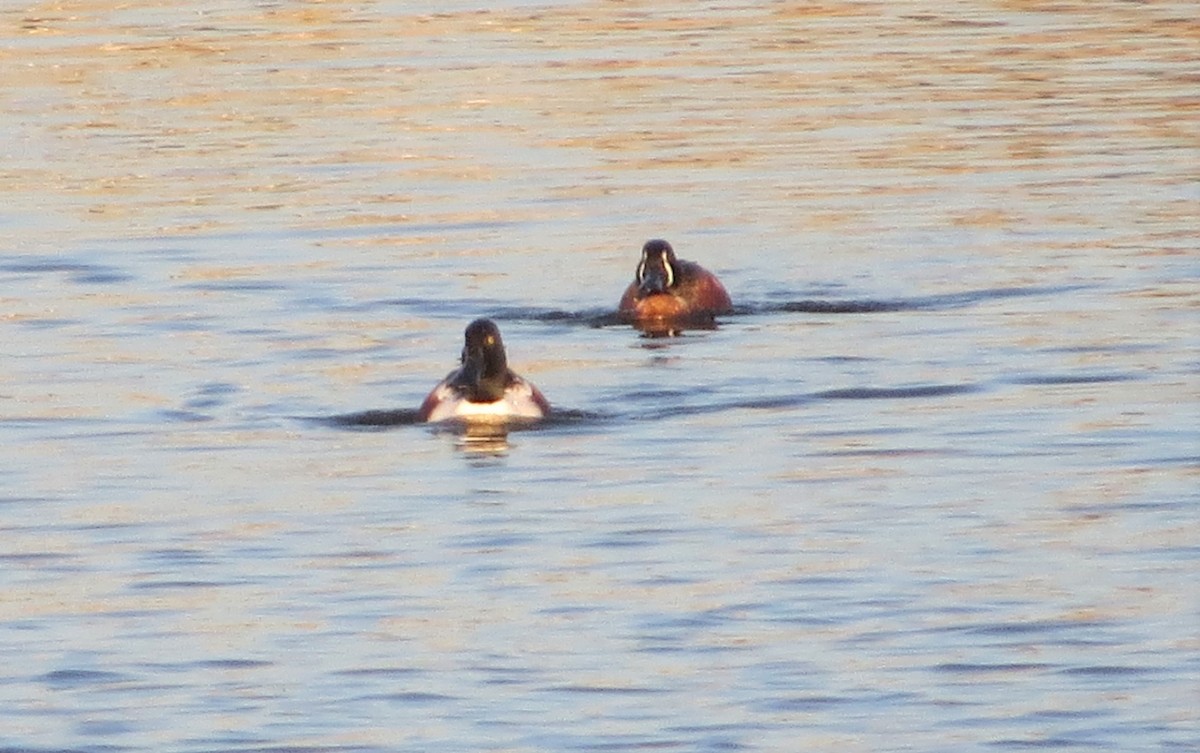 Cinnamon Teal x Northern Shoveler (hybrid) - ML322761761