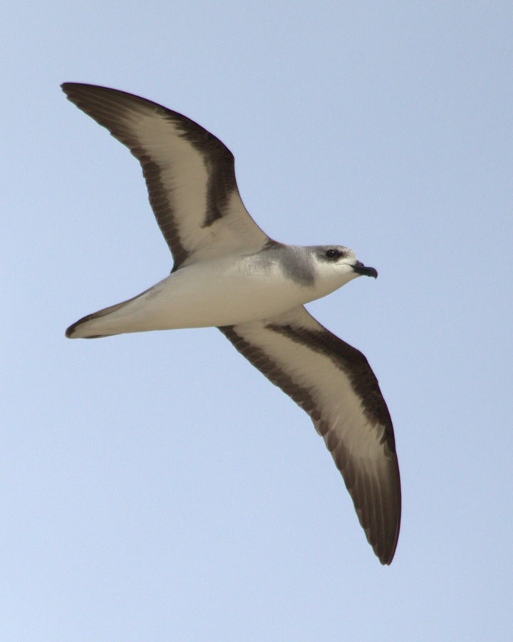 Black-winged Petrel - ML32276201