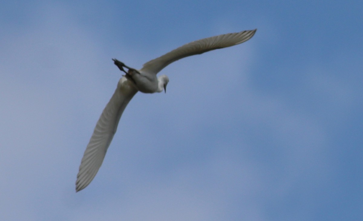 Little Blue Heron - ML322762251