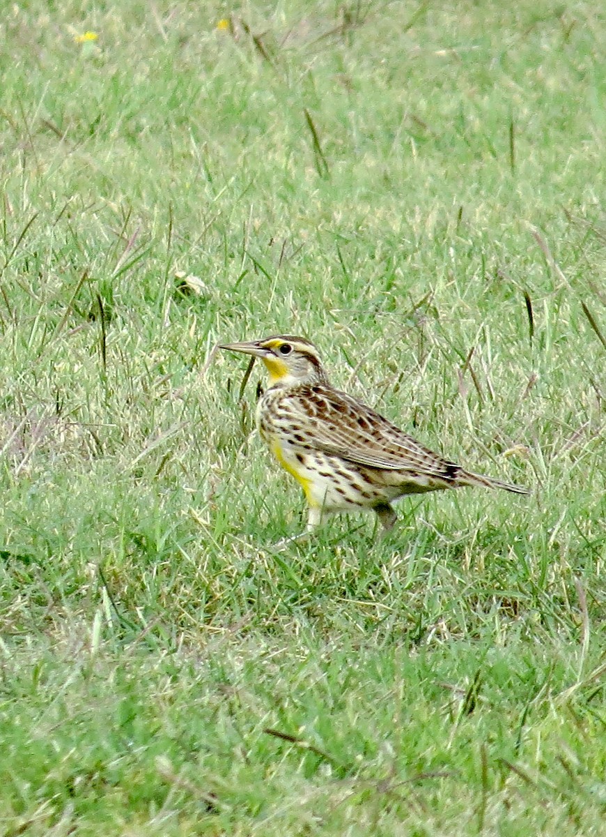 Western/Eastern Meadowlark - Rick Roche