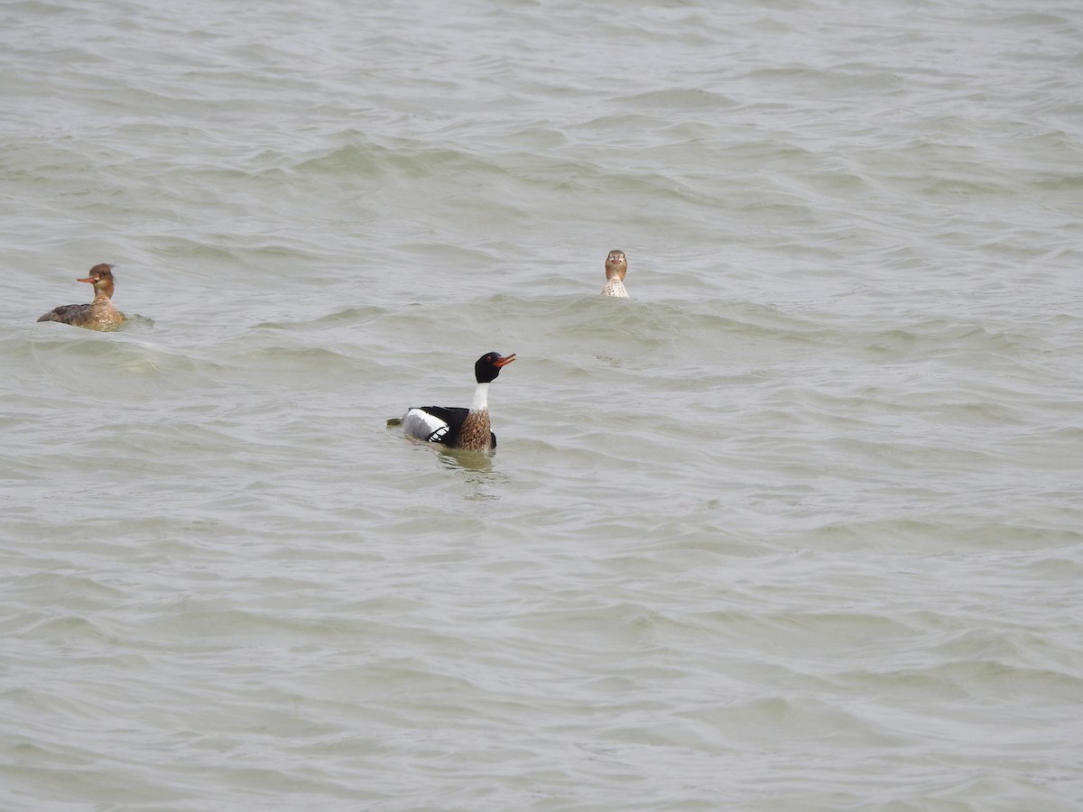 Red-breasted Merganser - ML322764681