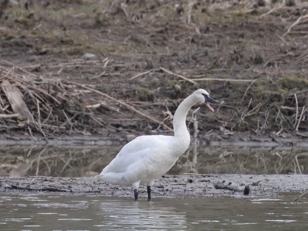 Trumpeter Swan - Ryan Andrew