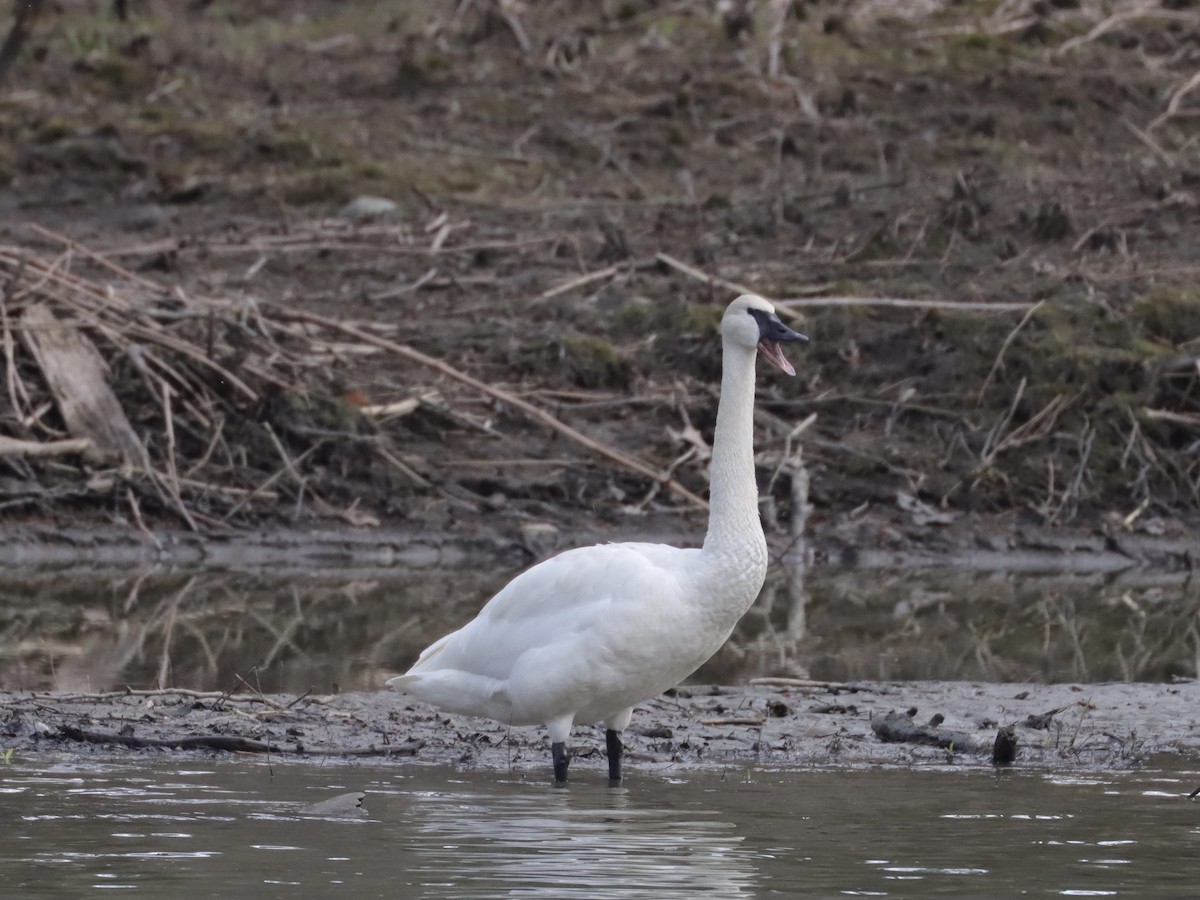 Trumpeter Swan - Ryan Andrew