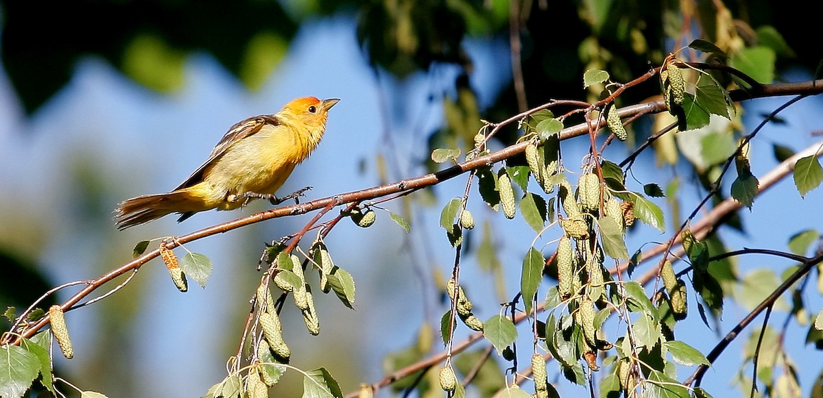 Western Tanager - ML32276651